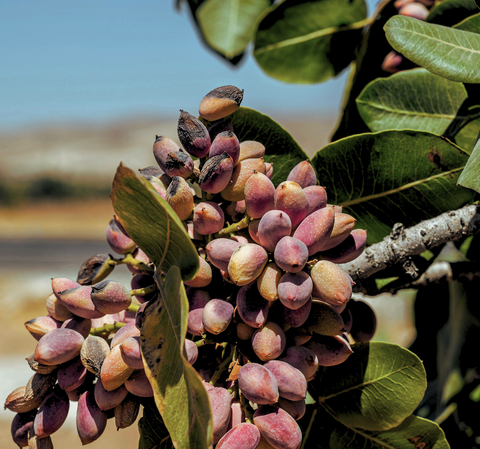 Pistachio tree in bloom on the slopes of Mount Etna