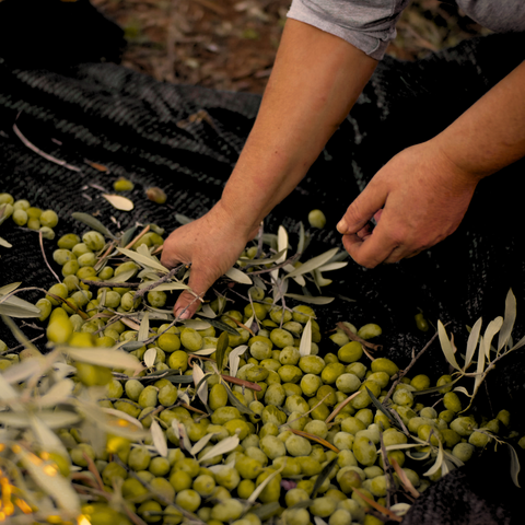 Hand-harvesting olives at the Monti Iblei groves