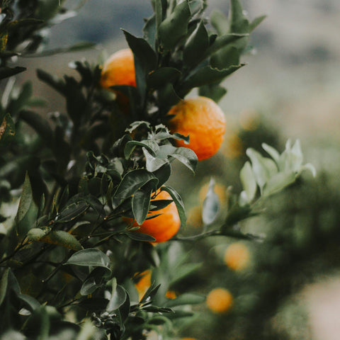 Orange blossom tree with ripening oranges in Sicily