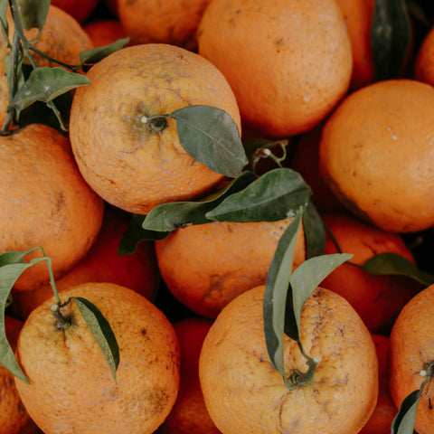 Freshly picked Tarocco blood oranges from Sicily