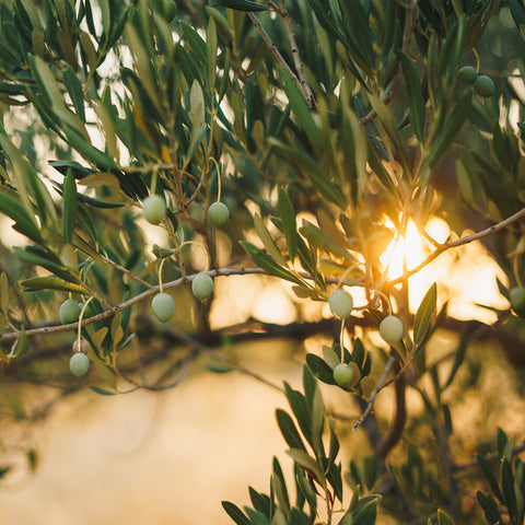 Olive tree branch backlit by the sun in Monti Iblei, Sicily