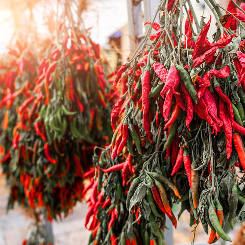 Calabrian peppers drying in the sun before processing