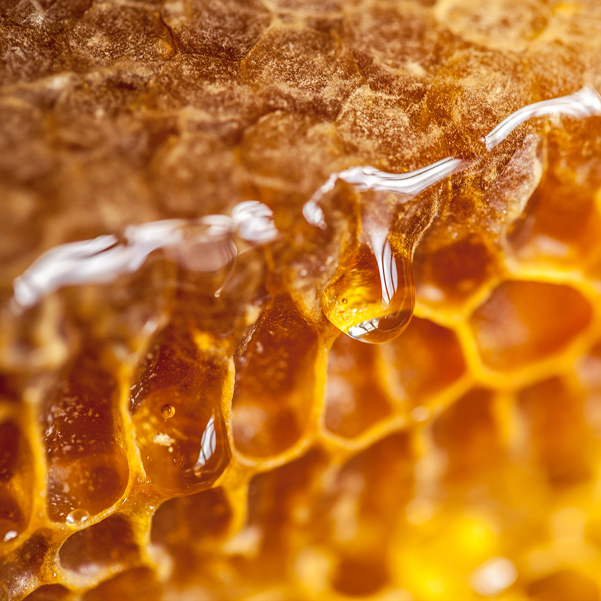 Sicily Orange Blossom Honey