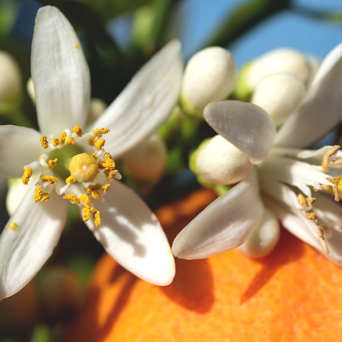 Sicily Orange Blossom Honey
