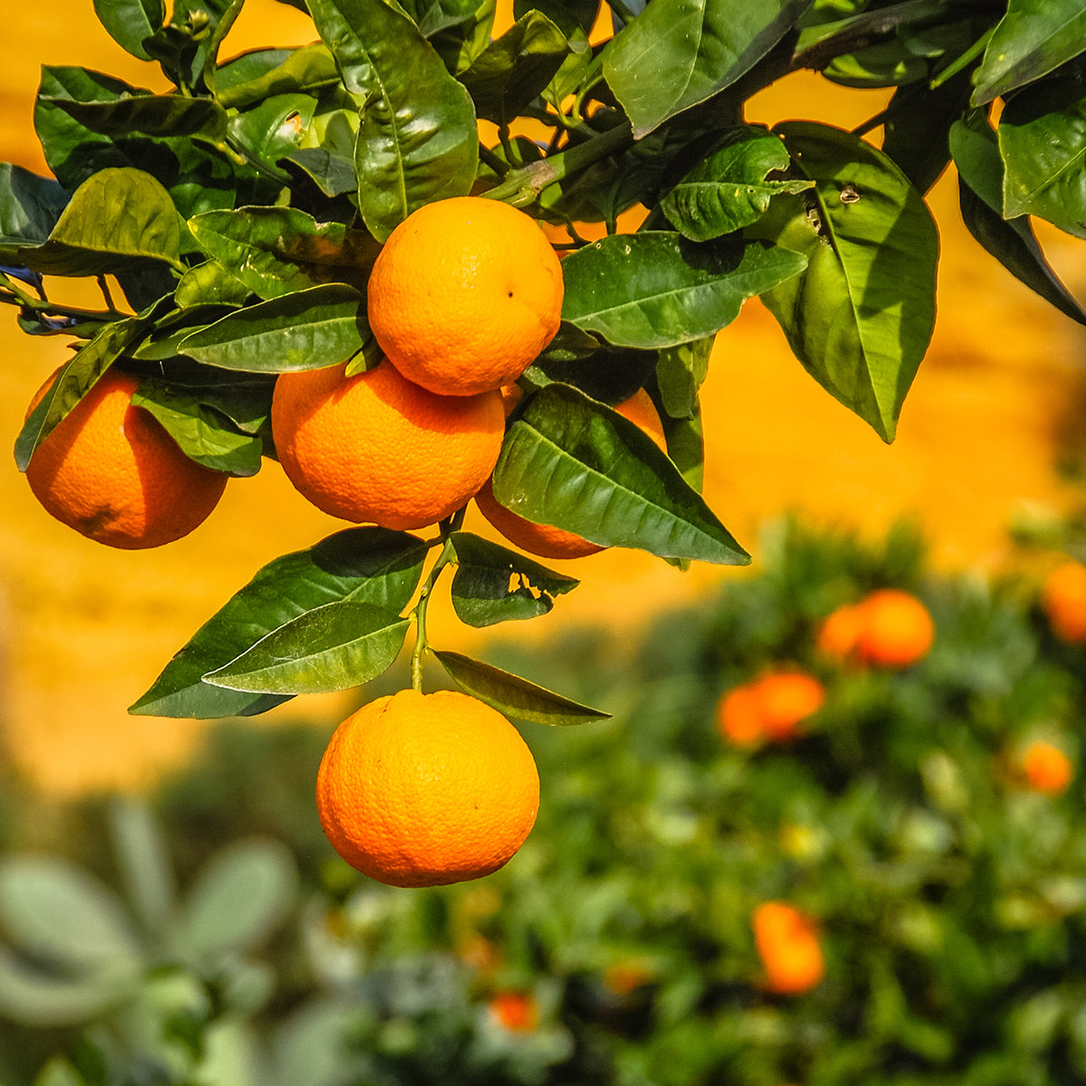 Sicily Orange Marmalade