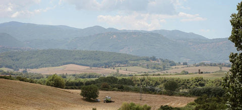 Straight From the Earth — How Sicilian Olive Oil Gets From Grove to Bottle