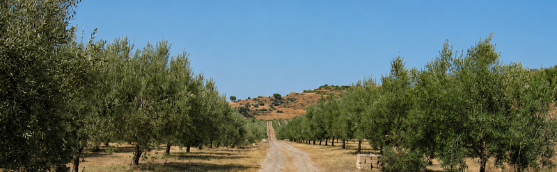 My Sicily Today: "Then Get Your Ass on an Airplane."