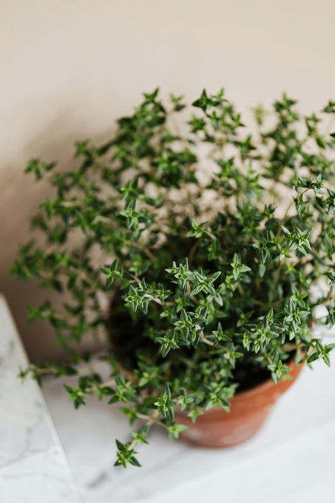 Pane e Olio — Sicilian Herb Dipping Oil