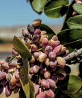 Pistachios growing near Bronte, Sicily and Mount Etna — Tutto Sicilia