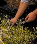 Olive harvest in Sicily, hand-picked Nocellara del Belice — Tutto Sicilia