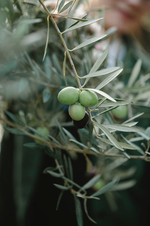 Extra Virgin Olive Oil