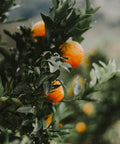 Tarocco blood oranges on the tree, Sicily — Tutto Sicilia