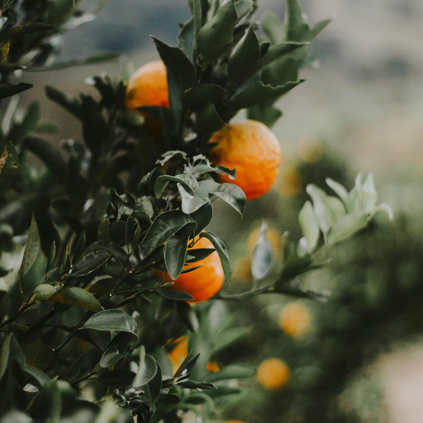 Tarocco blood oranges on the tree, Sicily — Tutto Sicilia
