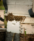 Honeybees and beekeeping in Sicilian orange groves — Tutto Sicilia