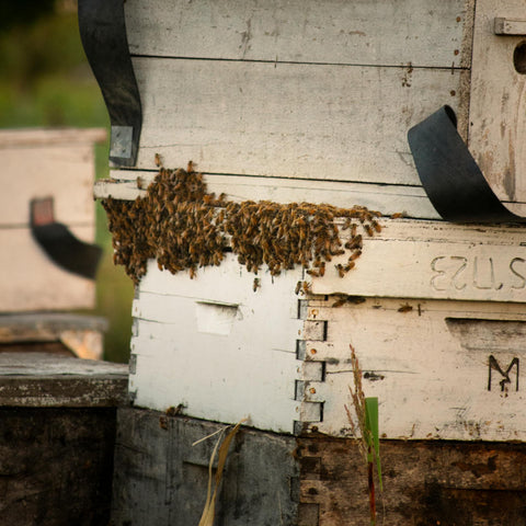 Honeybees and beekeeping in Sicilian orange groves — Tutto Sicilia