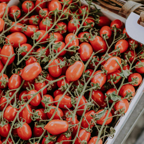 San Marzano tomatoes of the fine to be drying in the August Sicilian sun — Tutto Sicilia