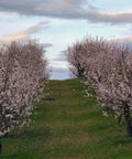 Pizzuta d'Avola almond trees in blossom, Sicily — Tutto Sicilia