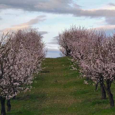 Pizzuta d'Avola almond trees in blossom, Sicily — Tutto Sicilia