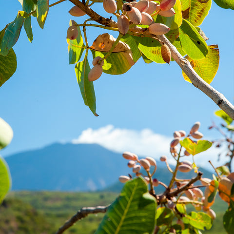 Sicilian Pistachio Cream